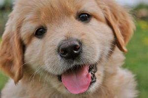 Photos of gold - golden retriever puppy.jpg